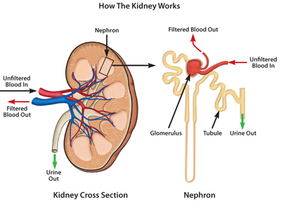 how kidney works 